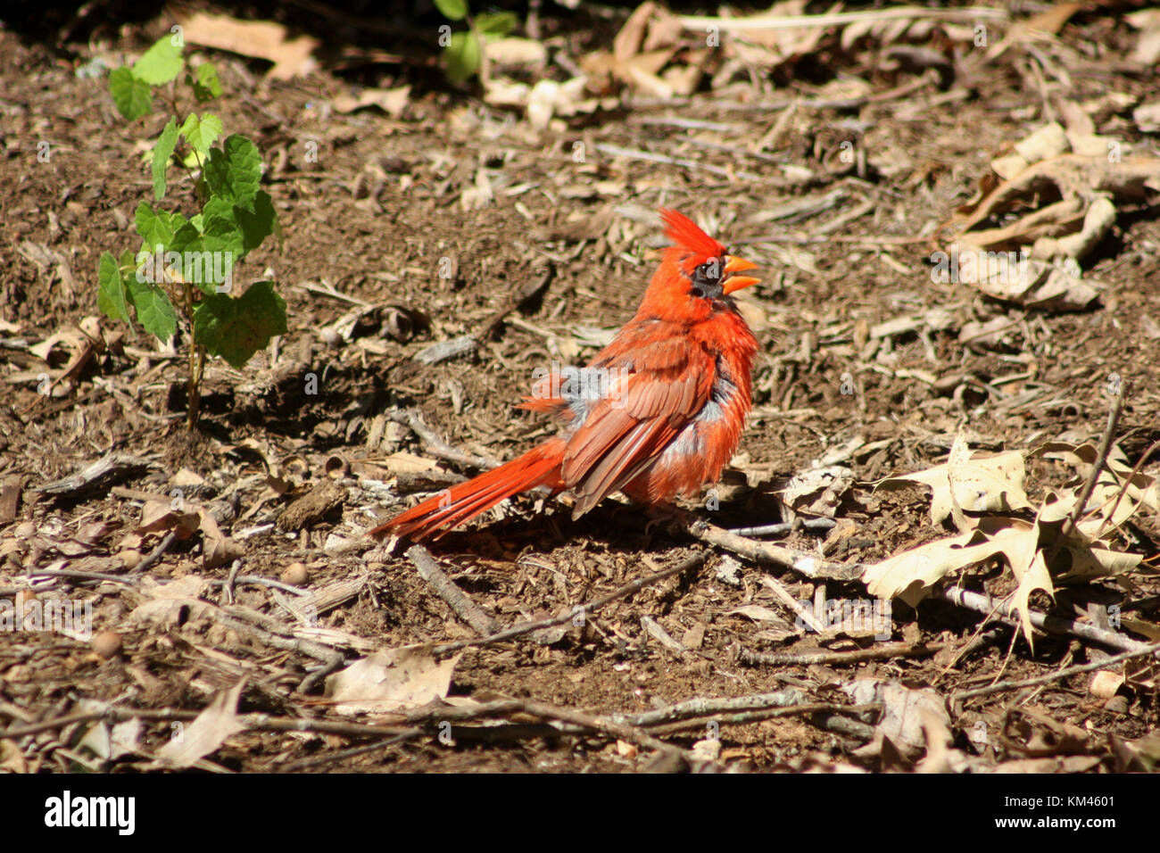 Rote Männchen Kardinal auf dem Boden Stockfoto