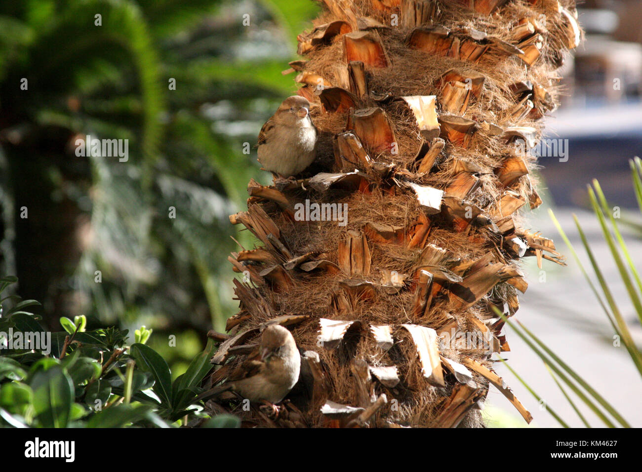Paar Sperlinge auf Palmenstamm in Nevada, USA Stockfoto