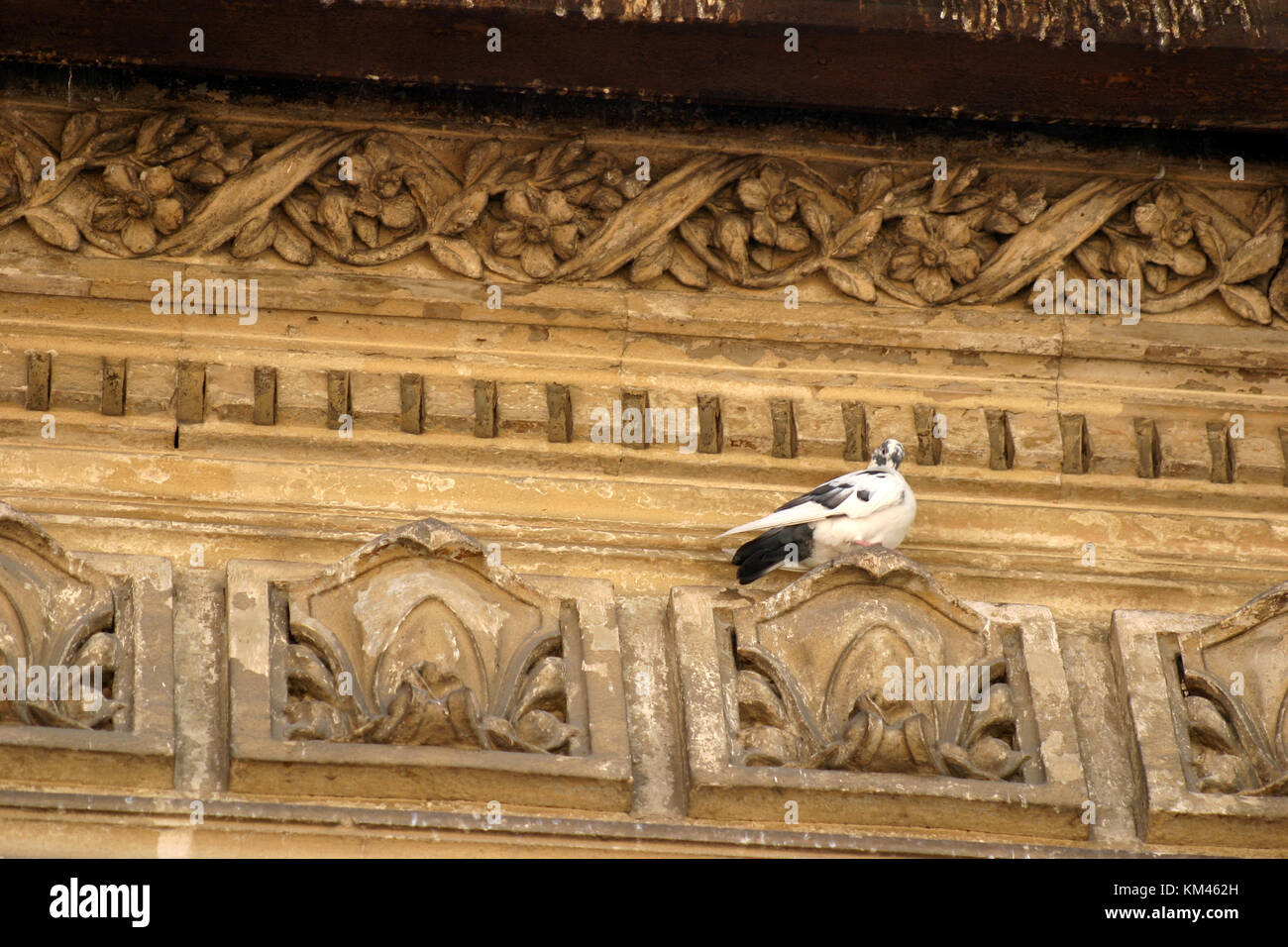 Bukarest, Rumänien. Taube, die auf dem Ornament eines alten Hauses sitzt. Stockfoto