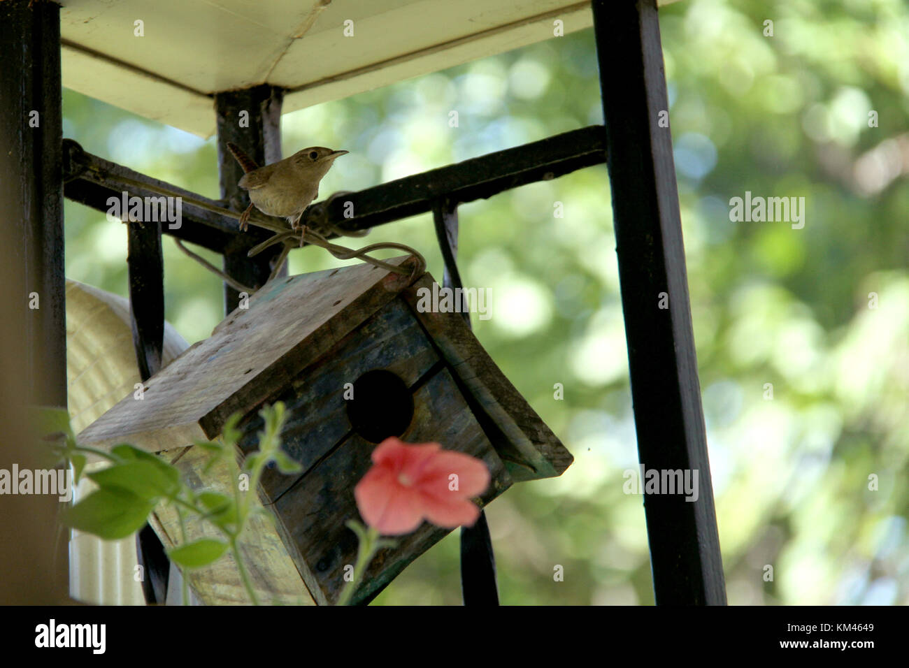 Bewick's Wren auf Vogelhaus Stockfoto