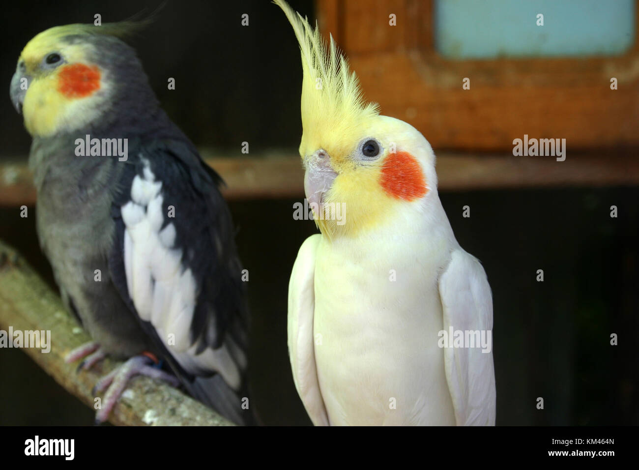 Nahaufnahme der nymphensittich Papagei Stockfoto