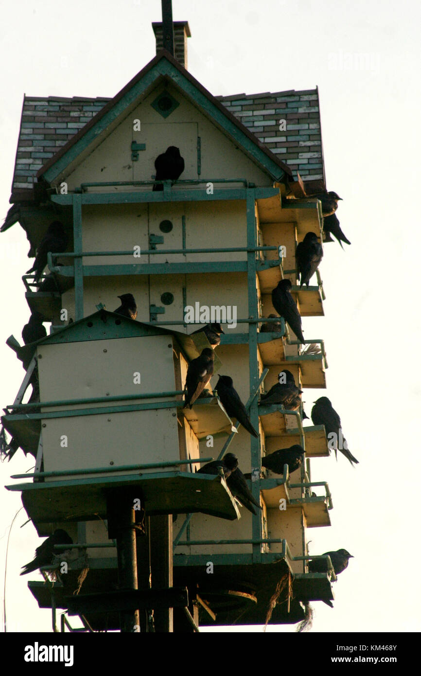 Schwalben auf großem Baumhaus im öffentlichen Park, in Cleveland, OH, USA Stockfoto