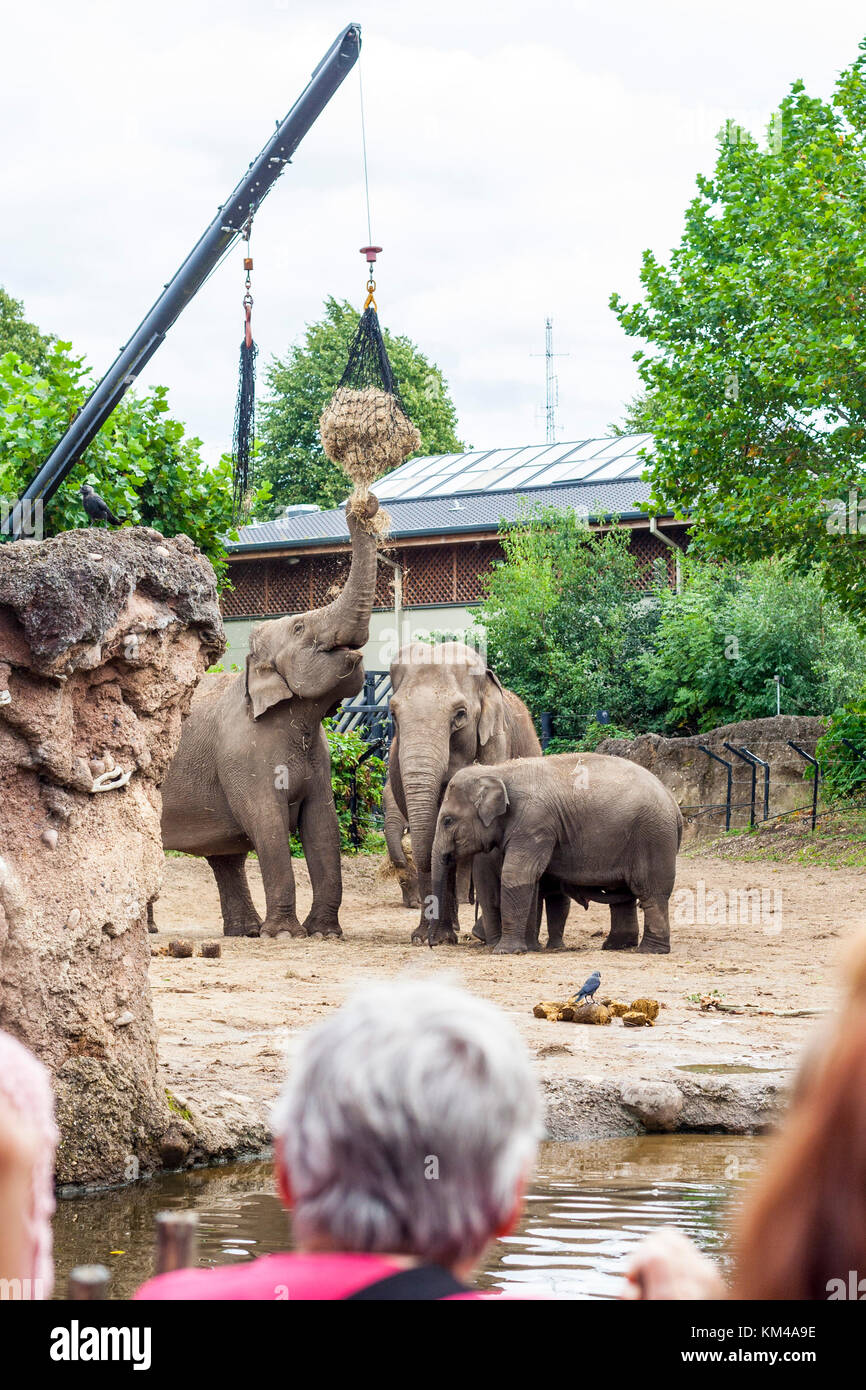 Dubliner zoo menschen -Fotos und -Bildmaterial in hoher Auflösung – Alamy