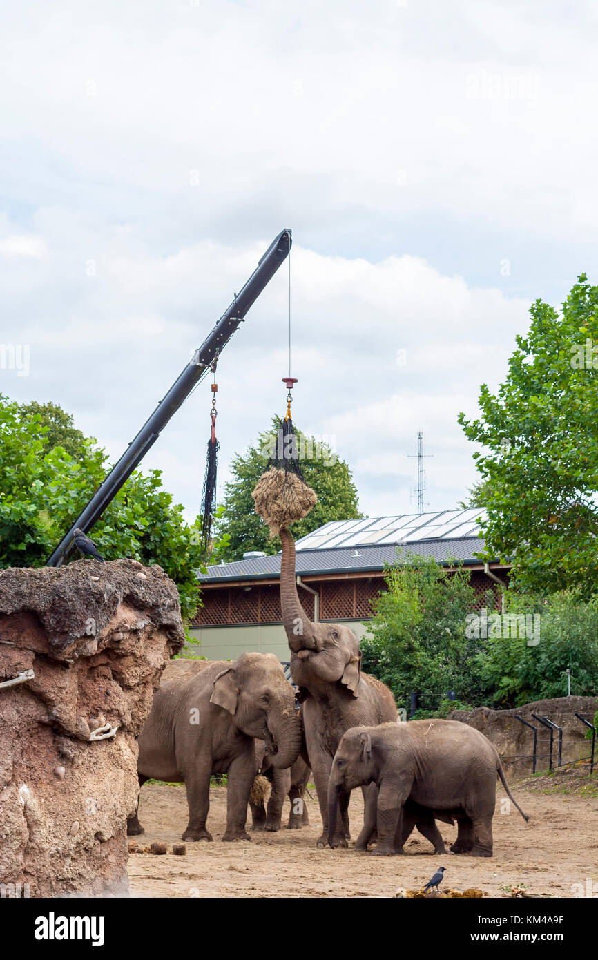 Fütterung für die Familie der Elefanten im Zoo, Dublin Irland Konzept, Elefant, Zootiere, Familie der Elefanten füttern Futter essen Stockfoto