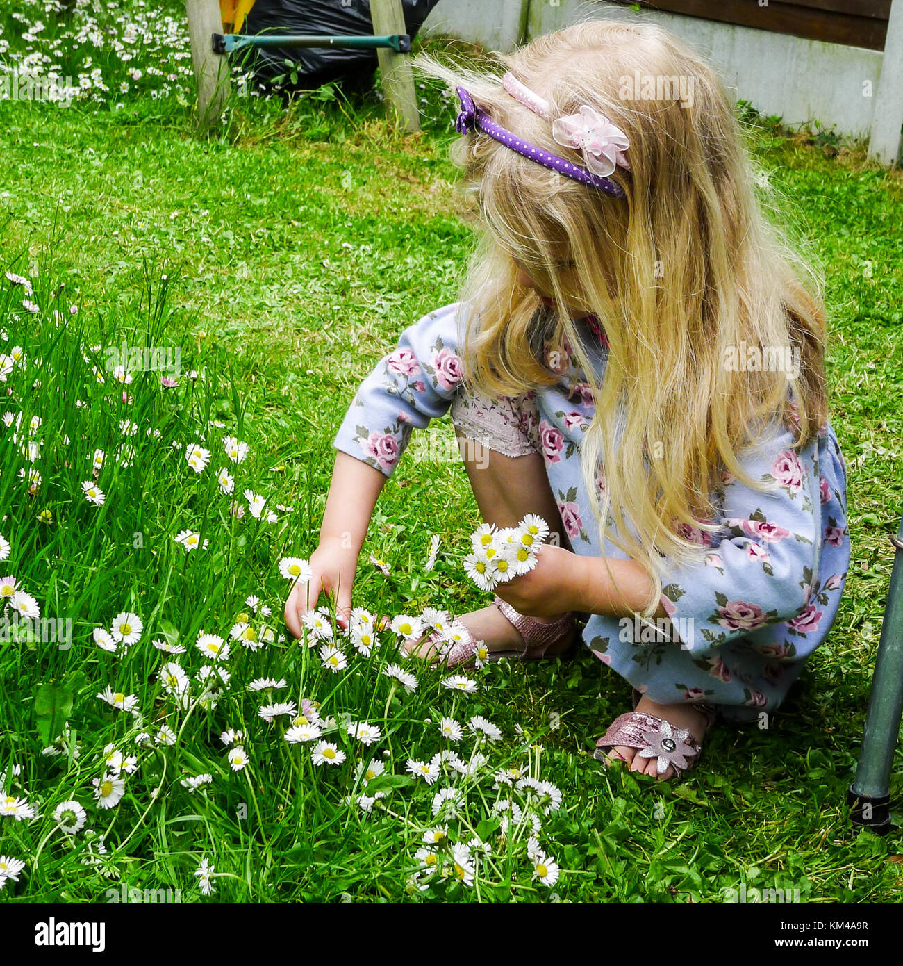 Kind, kleines blondes Mädchen mit langen Haaren, pflücken Gänseblümchen in langen Gras im Garten im Frühling, Irland, kleines blondes Mädchen Stockfoto
