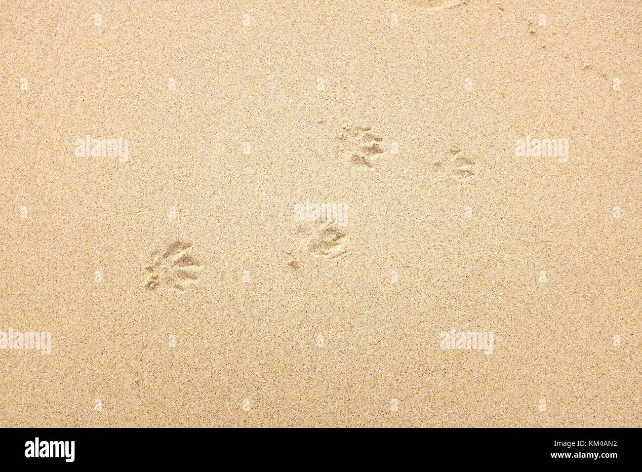 Hund Pfotenabdrücke im Sand an den St Ives Cornwall Großbritannien Stockfoto