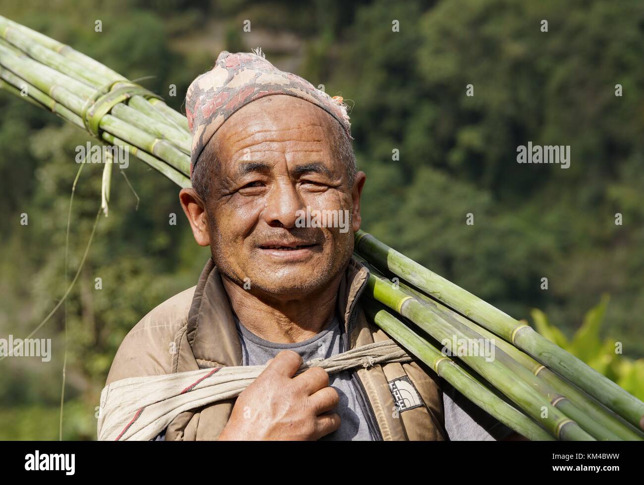 Ein Landwirt im Annapurna Gebiet ist mit frisch geschnittenem Bambus Zungen nach Hause. (02. Dezember 2016) | Verwendung weltweit Stockfoto