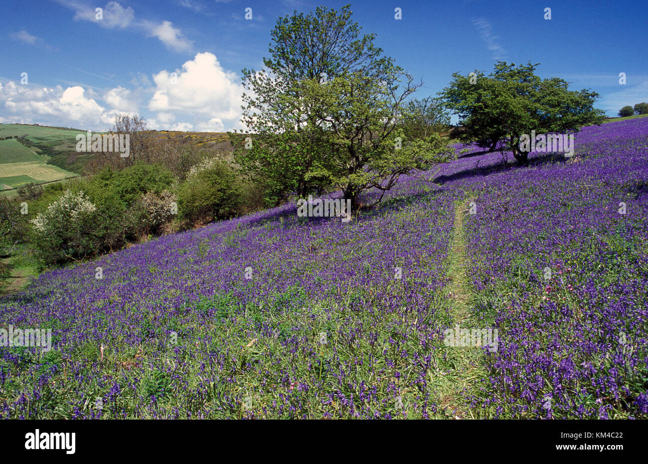 St Boniface Daunen bedeckt von Bluebells einst Standort der alten Wald, Ventnor, Isle of Wight, Hampshire, England Stockfoto
