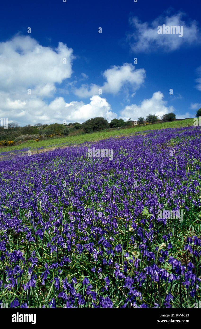 St Boniface Daunen bedeckt von Bluebells einst Standort der alten Wald, Ventnor, Isle of Wight, Hampshire, England Stockfoto