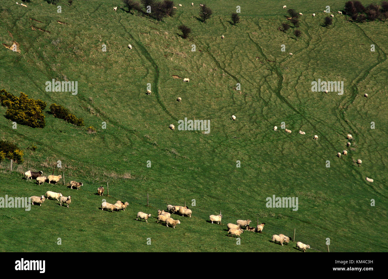 Schafe weiden auf Chillerton Down, Isle of Wight, Hampshire, England Stockfoto