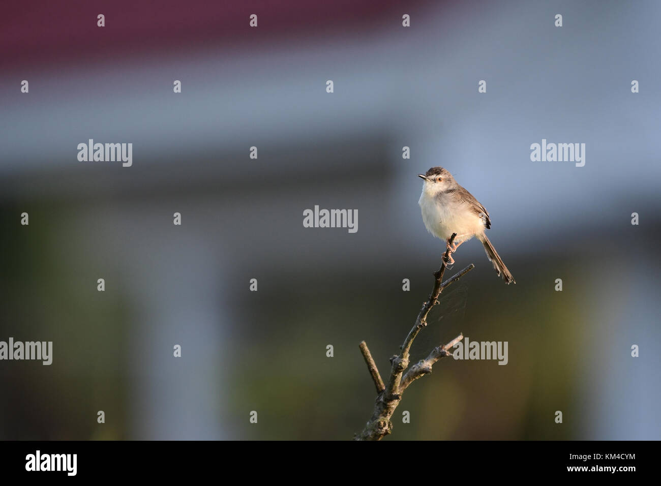 Vogel Stockfoto