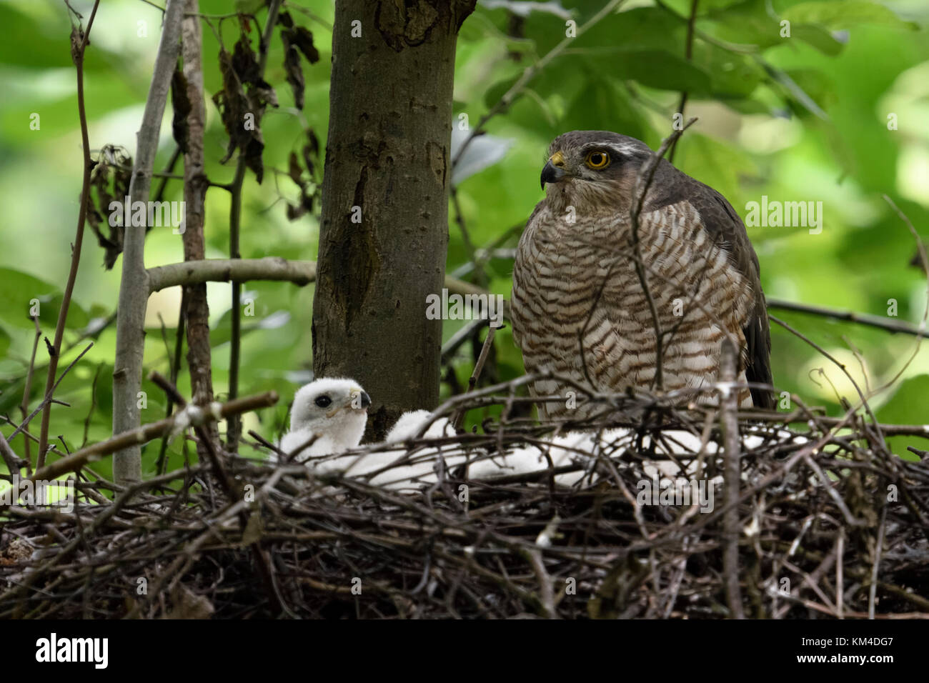 Sperber (accipiter Nisus), erwachsene Frau sitzt auf der Kante von seinem Nest gehockt, Fürsorge für seine Küken, aufmerksam beobachten, Wildlife, Europa. Stockfoto