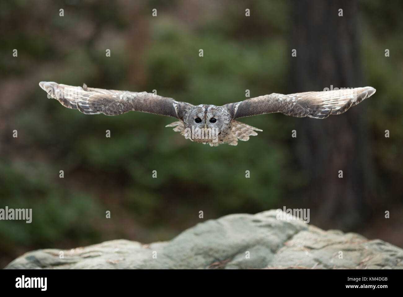 Waldkauz ( Strix aluco ) im Gleitflug, durch den Wald fliegen, gestreckte Flügel, große Spannweite, Frontalschuss, Augenkontakt, Europa. Stockfoto