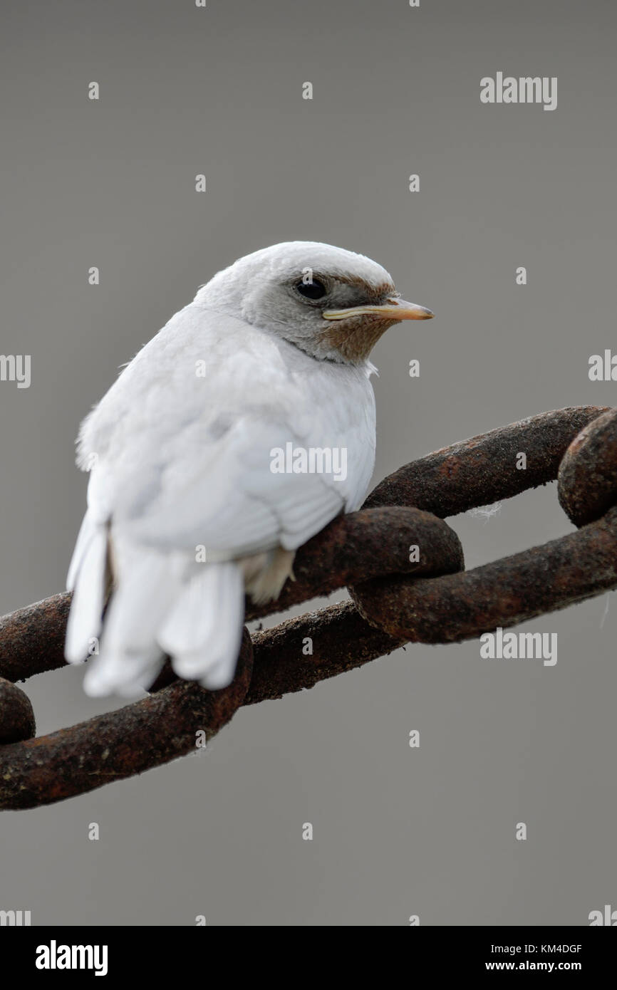 Rauchschwalbe ( Hirundo rustica ), flügges, weißes Gefieder, Genmutation, Leucismus, auf einer massiven Kette thront, Rückansicht Stockfoto