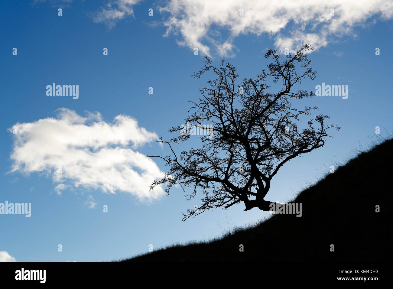 Weißdornbaum, Crataegus monogyna, auf einem Hügel, der eine dramatische Silhouette erzeugt, der anfängliche Effekt ist auf die Belichtung der Kamera für den helleren Hintergrund zurückzuführen Stockfoto
