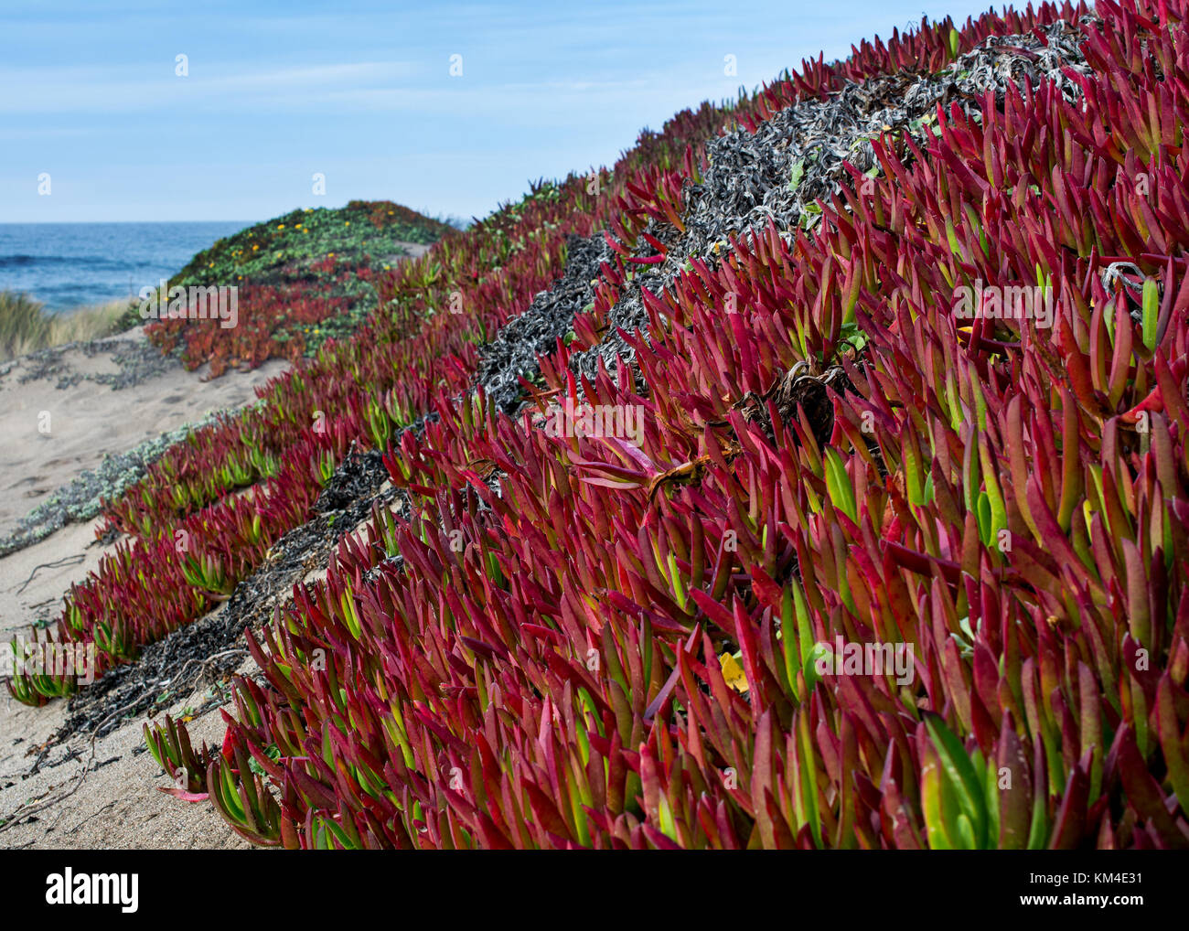 Rote Mittagsblume, carpobrotus edulis, auf Sand Dünen bei Point Reyes National Seashore, usa, mit anderen Küstenvegetation, mit Blick auf den Ozean. Stockfoto