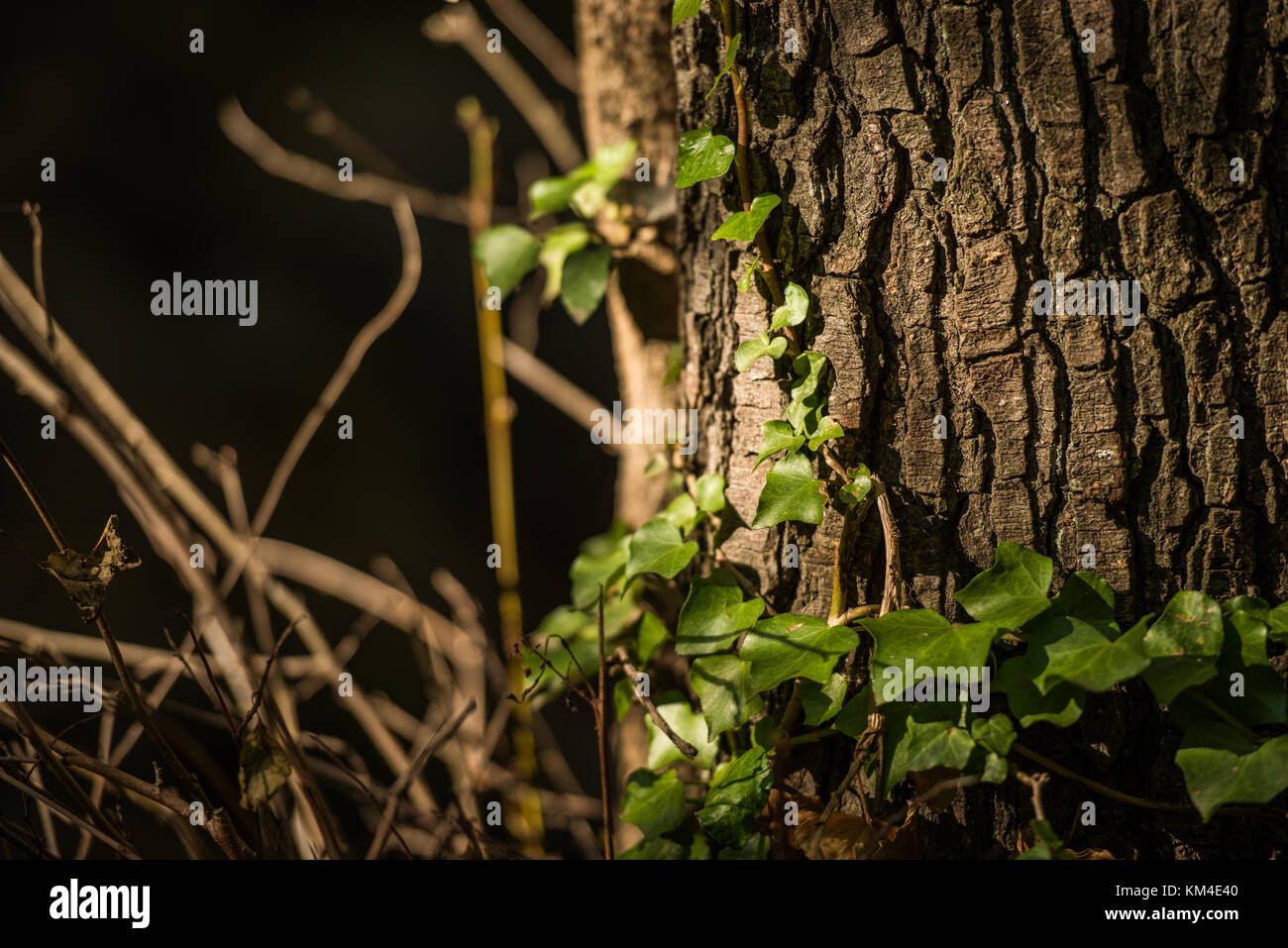 Ein Weinstock wächst auf den Stamm eines Baumes im Wald neben der Kehle von Nogaledas, Valle del Jerte, Cáceres, Extremadura, Spanien. Stockfoto