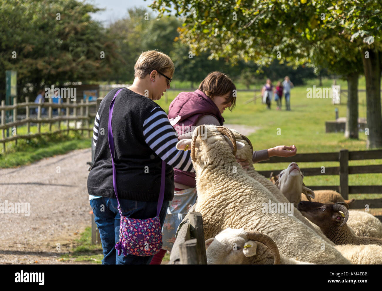 Familien Fütterung Schafe an einem London Innenstadt Farm Stockfoto