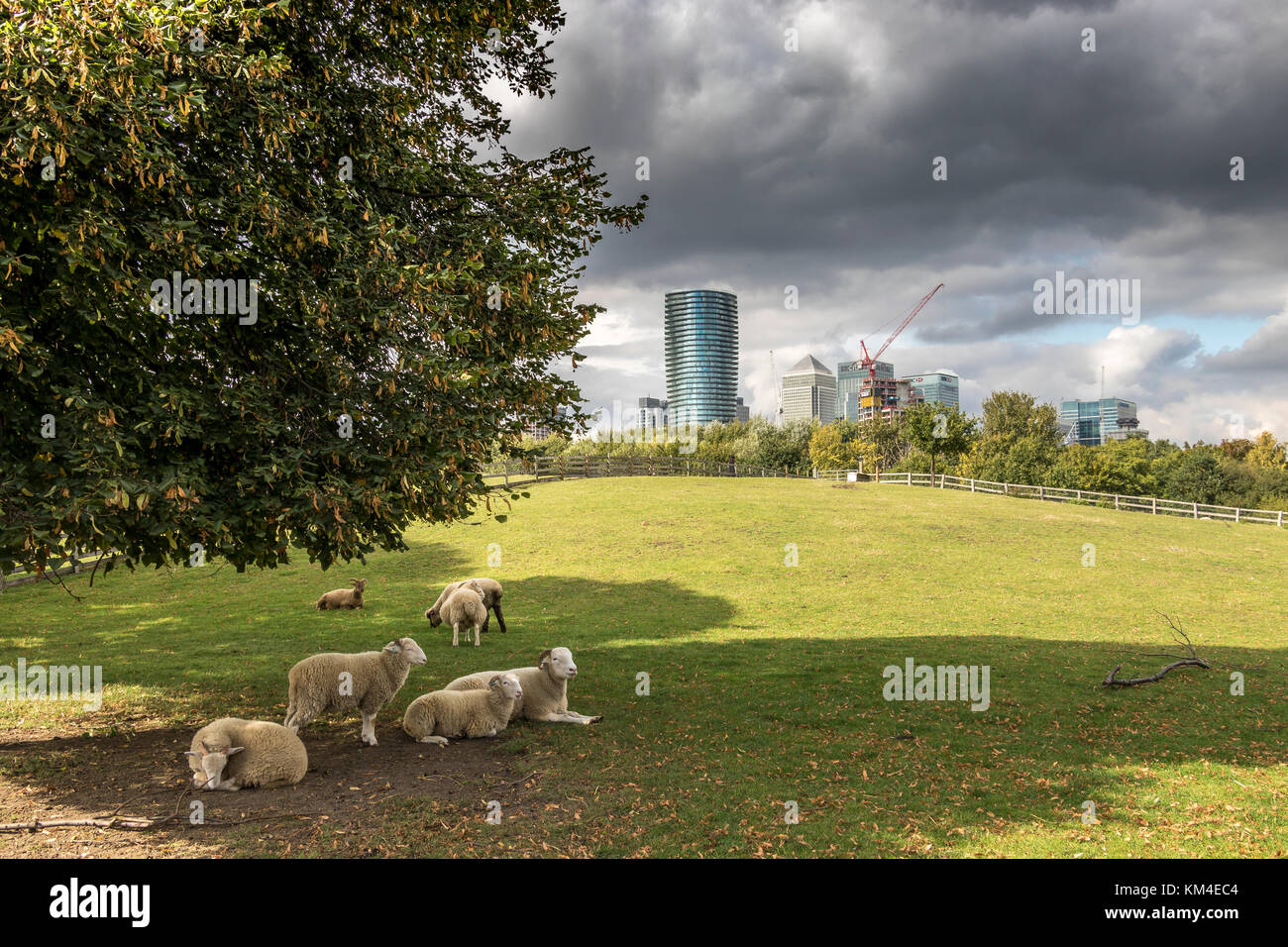 Schafe auf der Weide bei Mudchute Stadt Hof im Hinblick auf die Glas- und Stahltürme der Canary Wharf Stockfoto