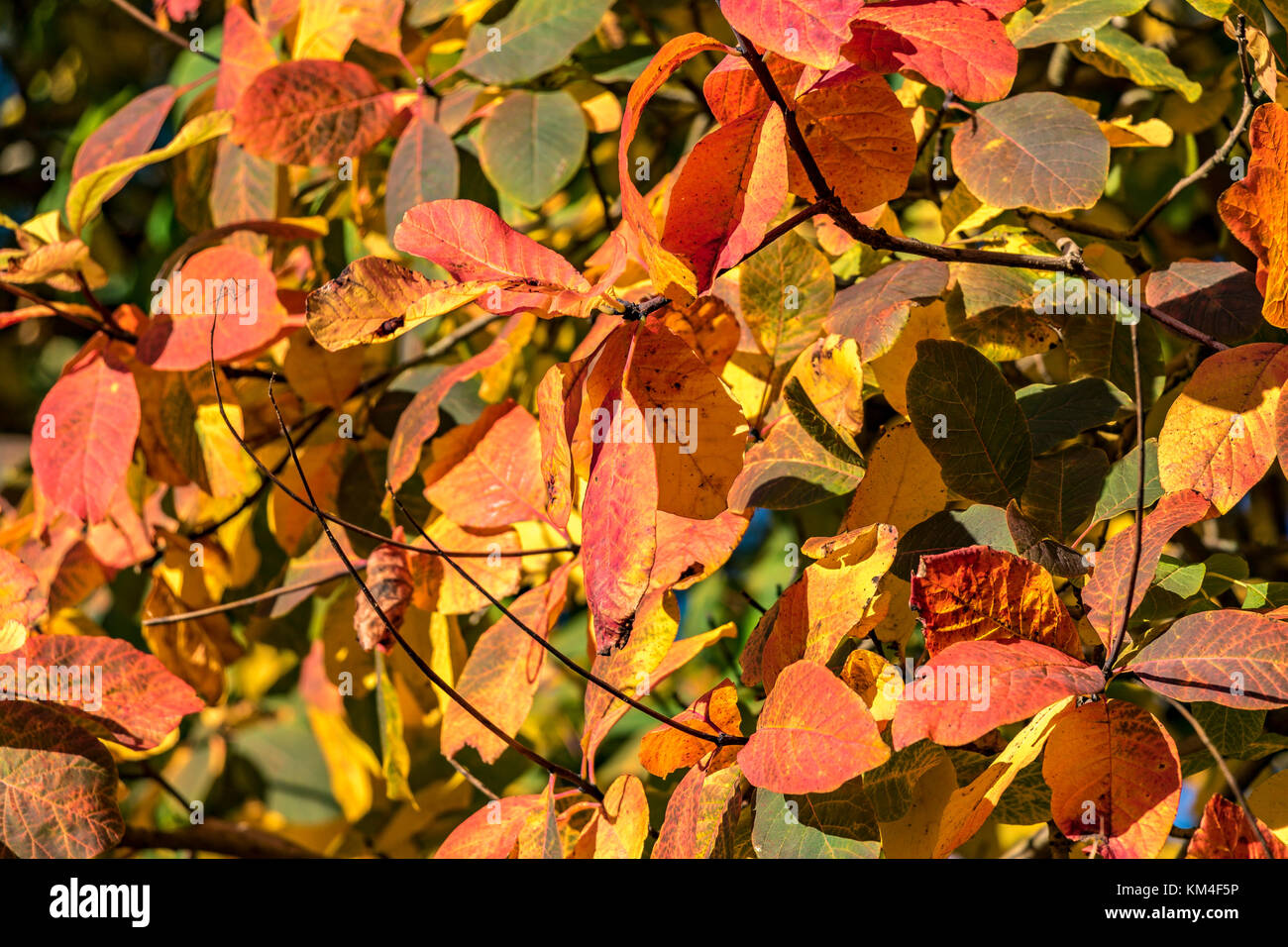 Nahaufnahme der Blätter im Herbst Farbe eine Mischung von rot, orange und gelbe Blätter Stockfoto