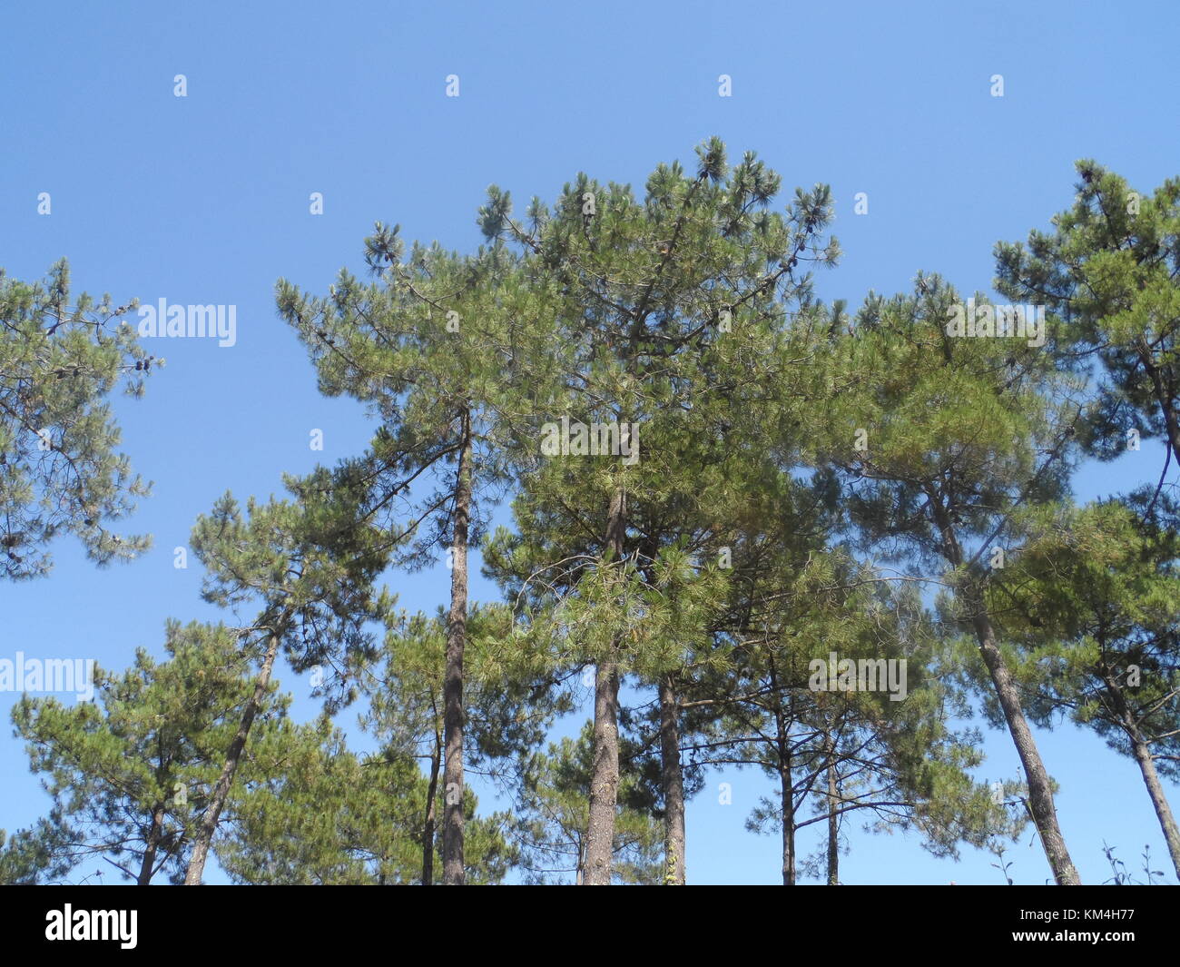 Pinus nigra im Süden von Frankreich. Auch bekannt als schwarze Kiefer. Stockfoto