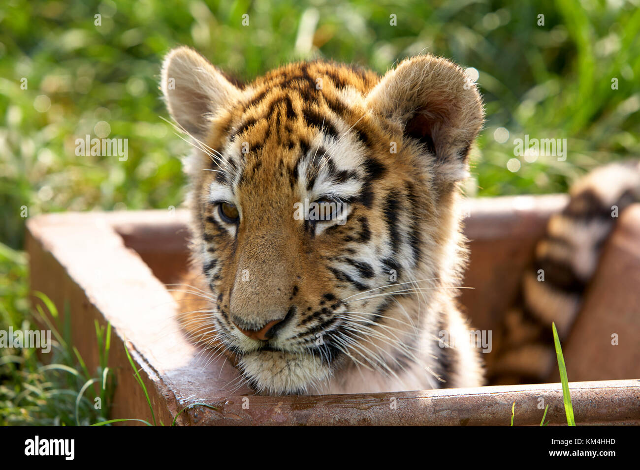 Wildes Afrika Stockfoto