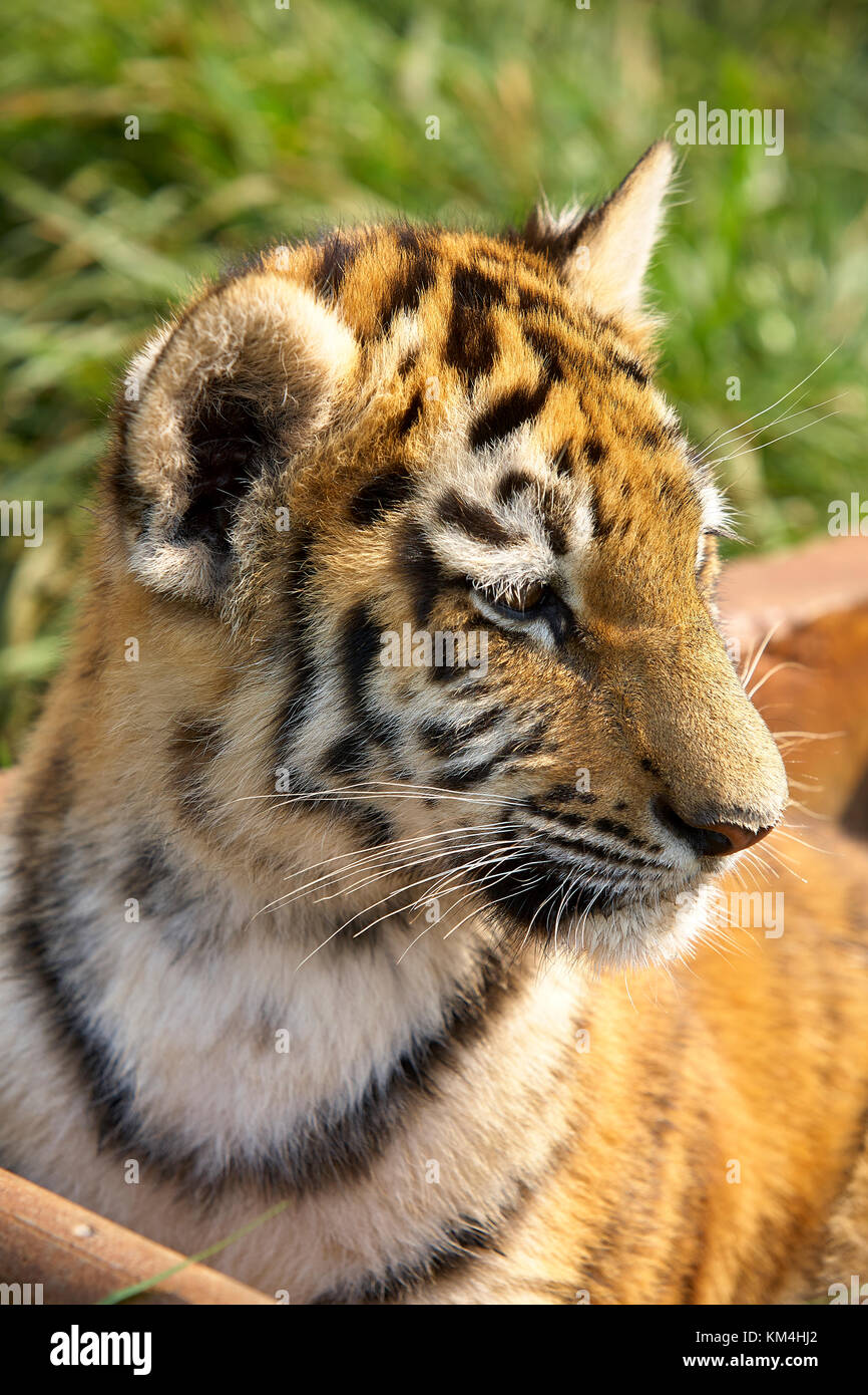 Wildes Afrika Stockfoto