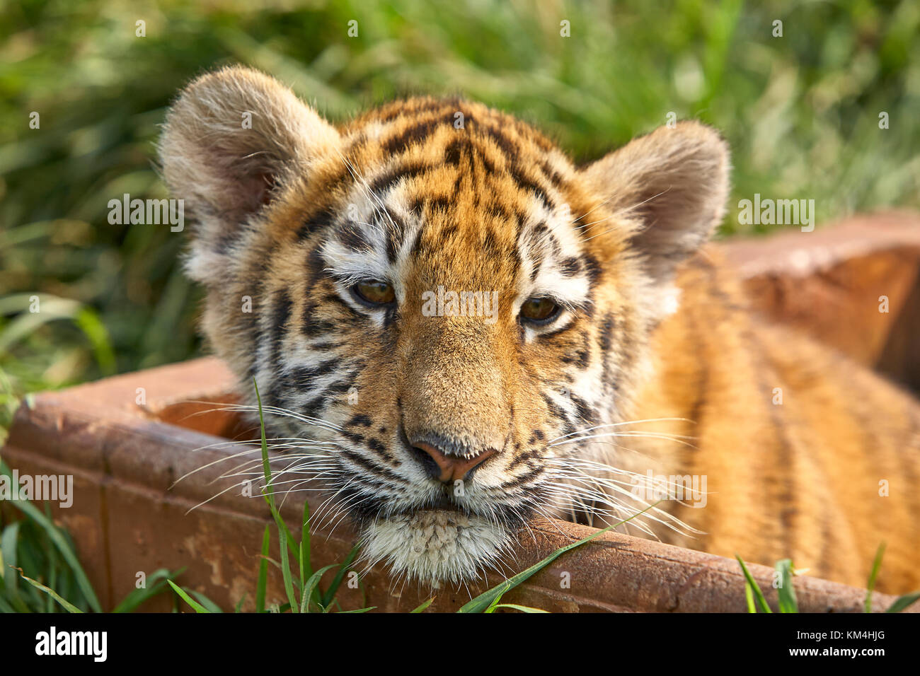 Wildes Afrika Stockfoto