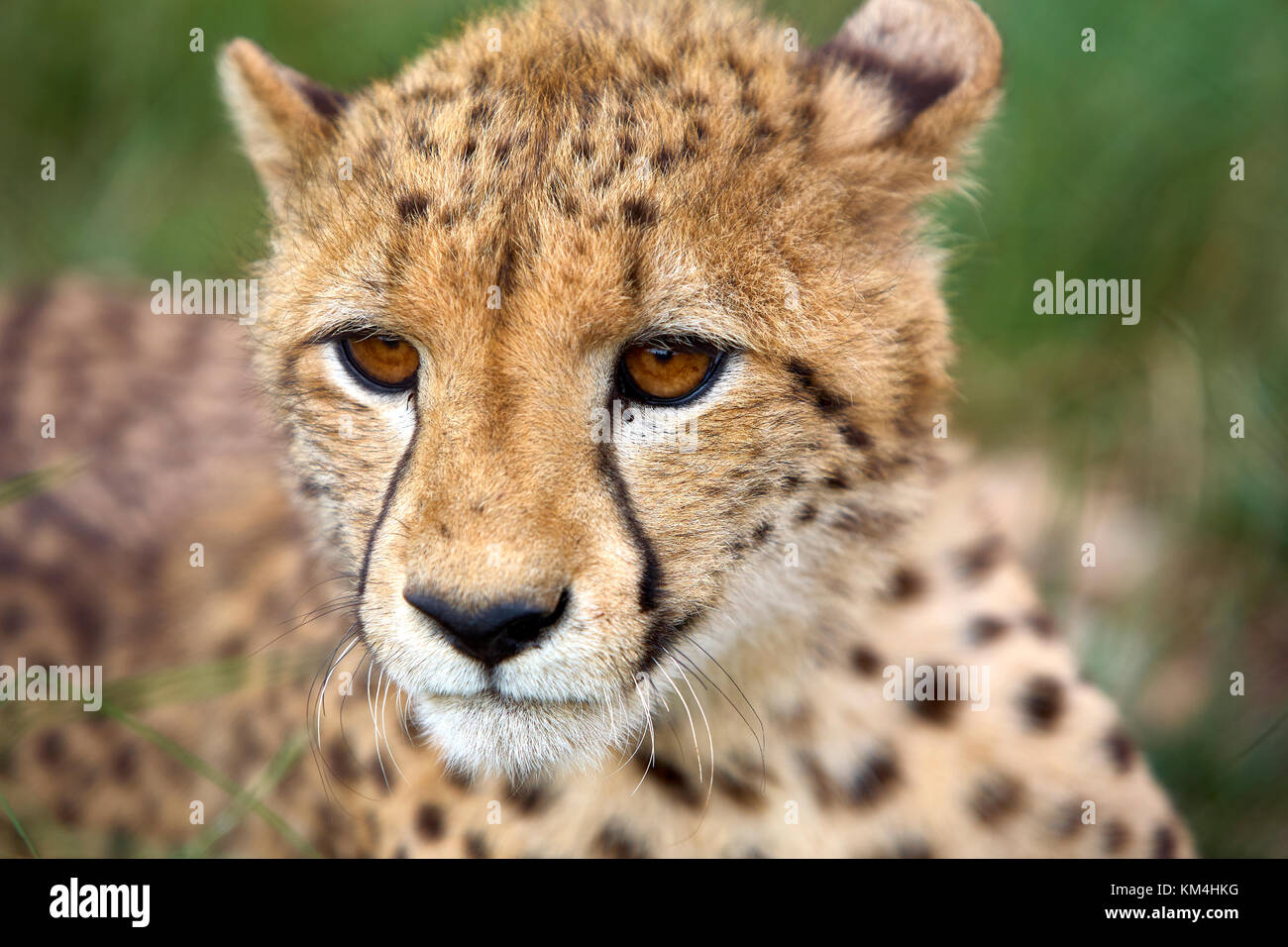 Wildes Afrika Stockfoto