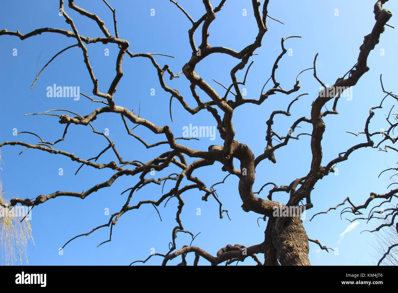 Einzigartige Baum Silhouette in longtan Park - Peking, China Stockfoto