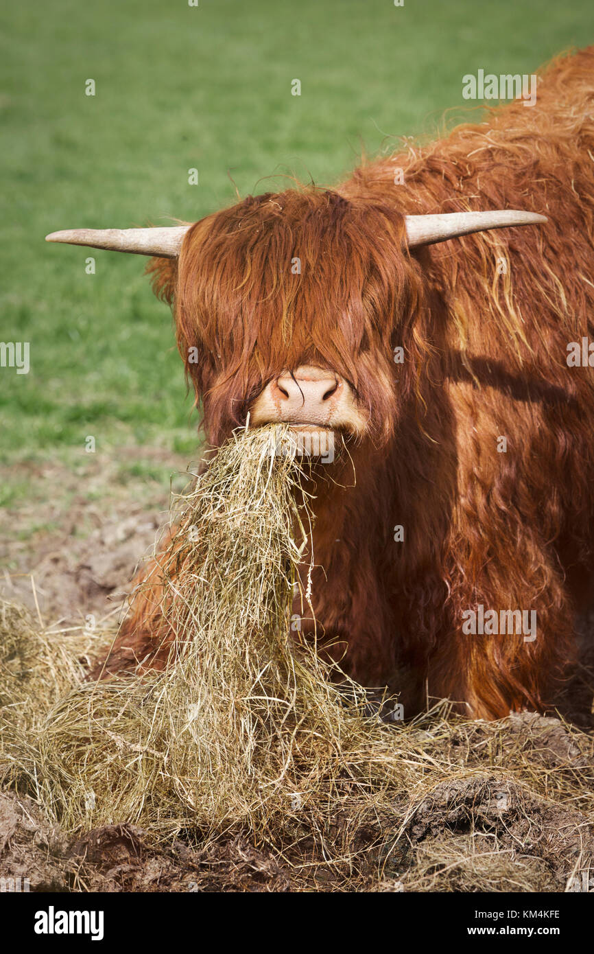 Braun schottische Hochlandrinder mit langen gewelltes Haar Fütterung mit Heu. Stockfoto
