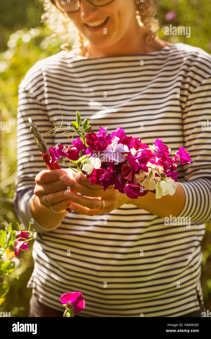 Nahaufnahme der Frau, die in einem Garten, holding Bündel rosa sweetpeas. Stockfoto