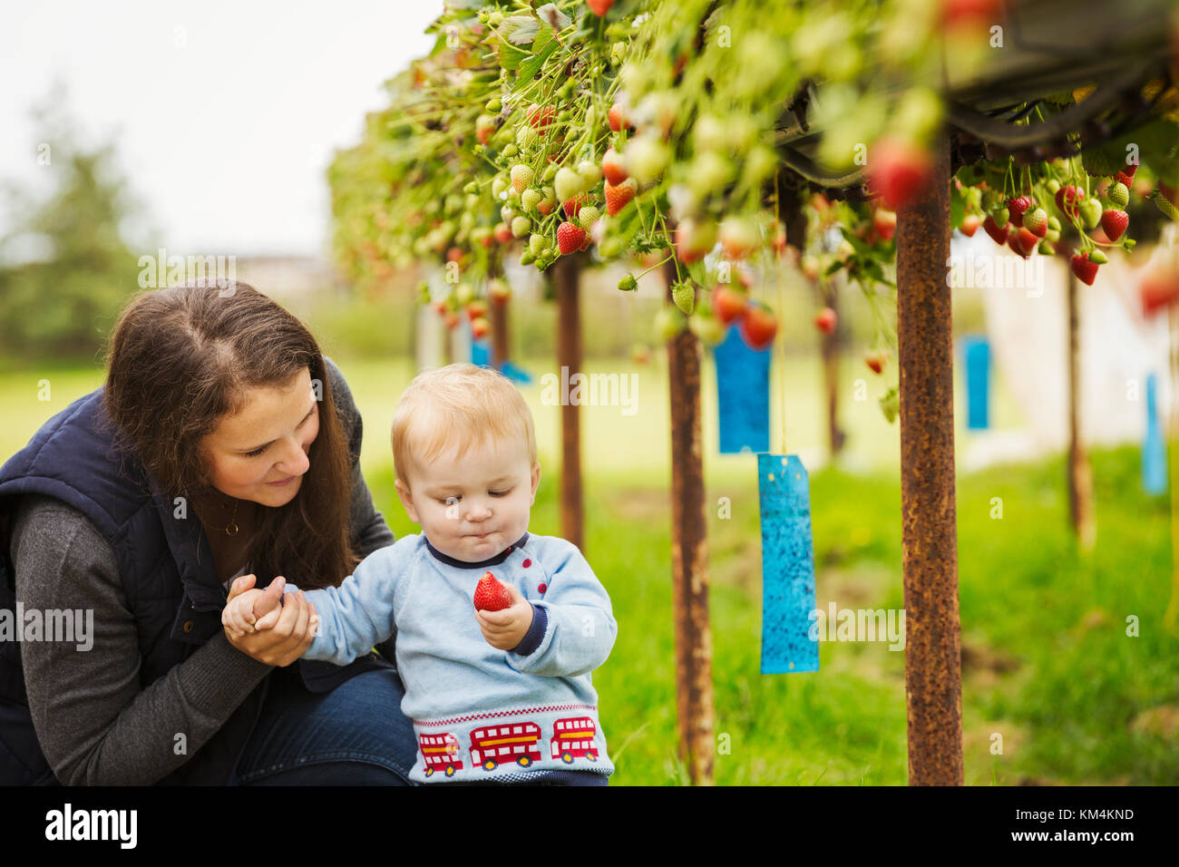 Das Ernten von Früchten in einem Poly Tunnel, "PYO". eine Mutter und Baby boy Erdbeeren pflücken von Pflanzen auf erhöhte Plattformen in einer polytunnel. Stockfoto