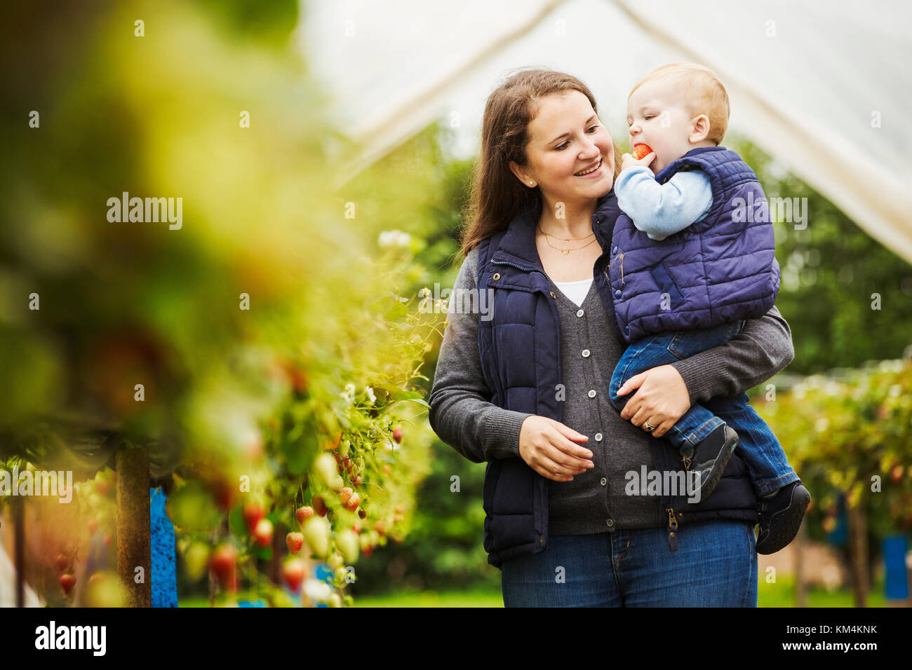 Eine erwachsene Frau und ein Kleinkind, Mutter und Sohn in einem polytunnel unter den Beeren Büsche Kommissionierung und Verkostung herbst Himbeeren. Stockfoto