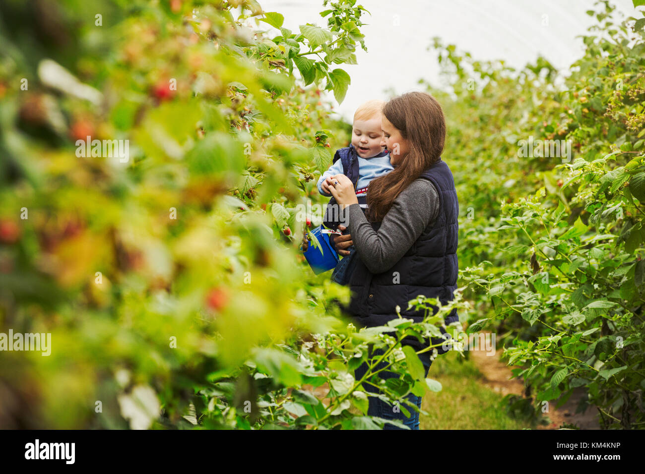 Eine erwachsene Frau und ein Kleinkind, einer Mutter und Sohn in einem polytunnel unter den Beeren Büsche Kommissionierung herbst Himbeeren. Stockfoto