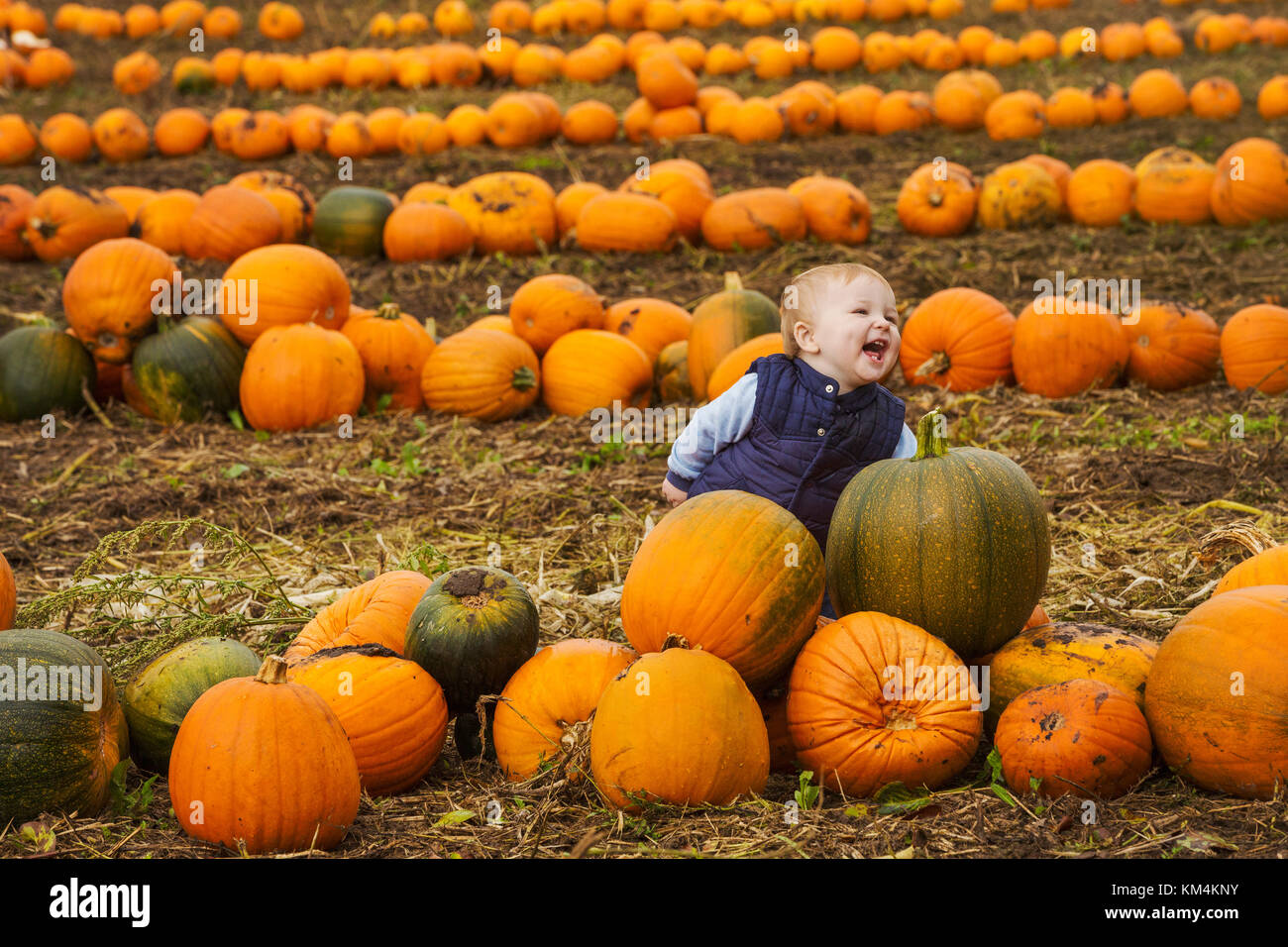 Ein kleiner Junge unter den Reihen der leuchtend gelb, grün und orange Kürbisse in einem Feld, das Lachen. Stockfoto