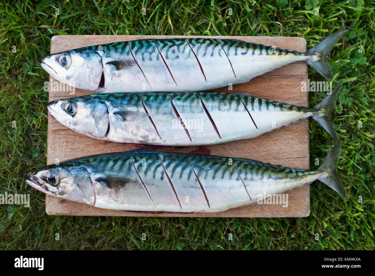 Drei frische Makrele Fisch auf der Platte vorbereitet für das Kochen. Stockfoto