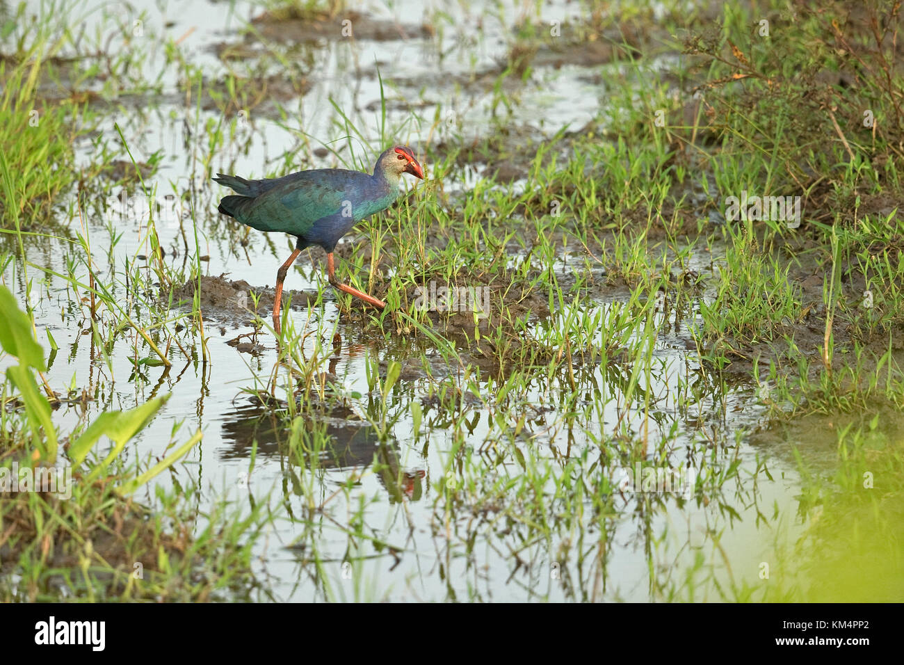 Graue haben (Porphyrio poliocephalus) Sri Lanka LK Asien November 2017 Stockfoto