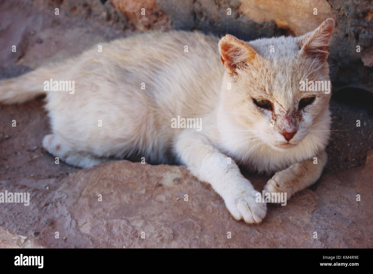 Streunende Katze in Marokko Stockfoto