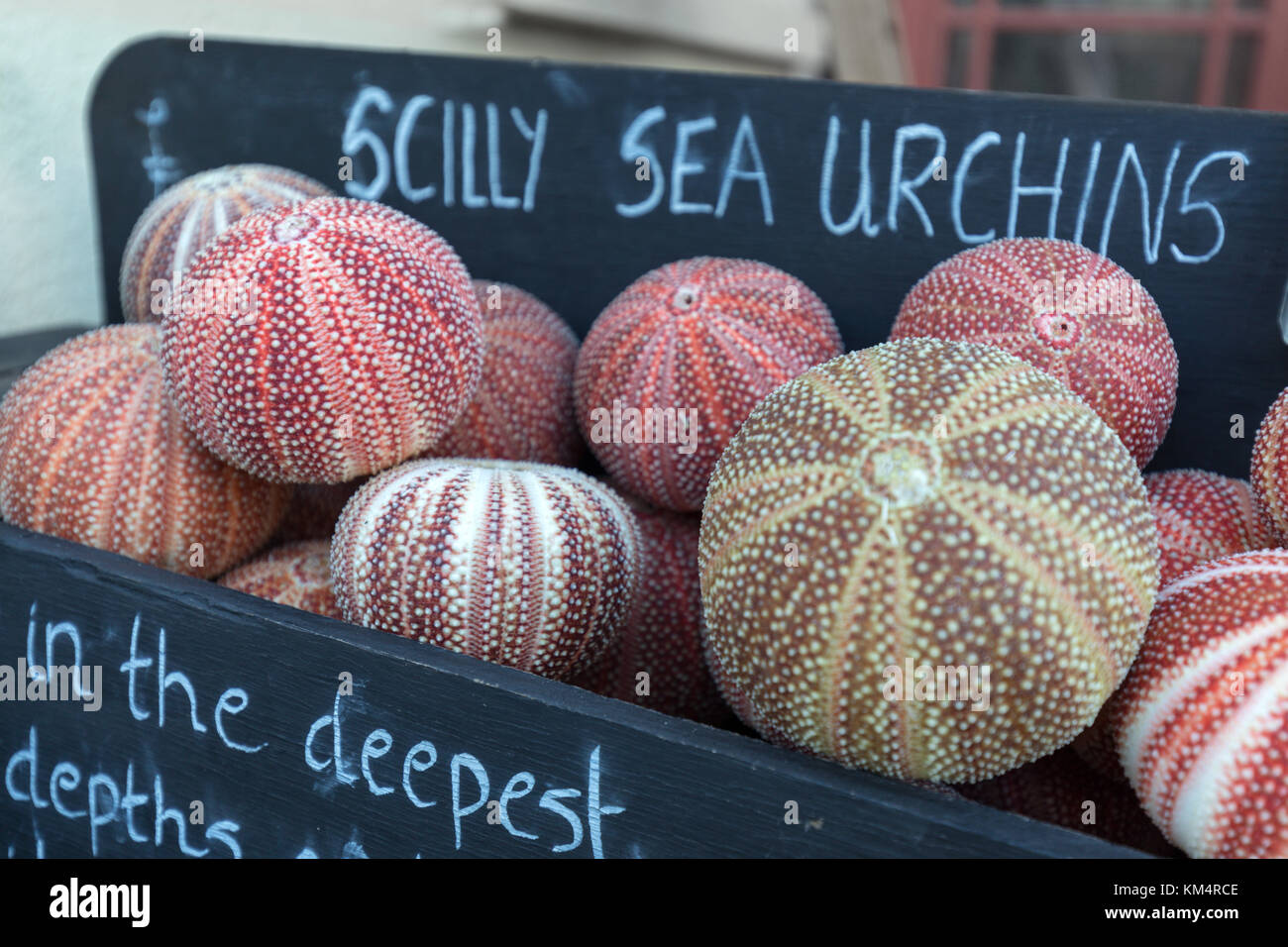 Seeigel, Isles of Scilly, Cornwall, Großbritannien Stockfoto