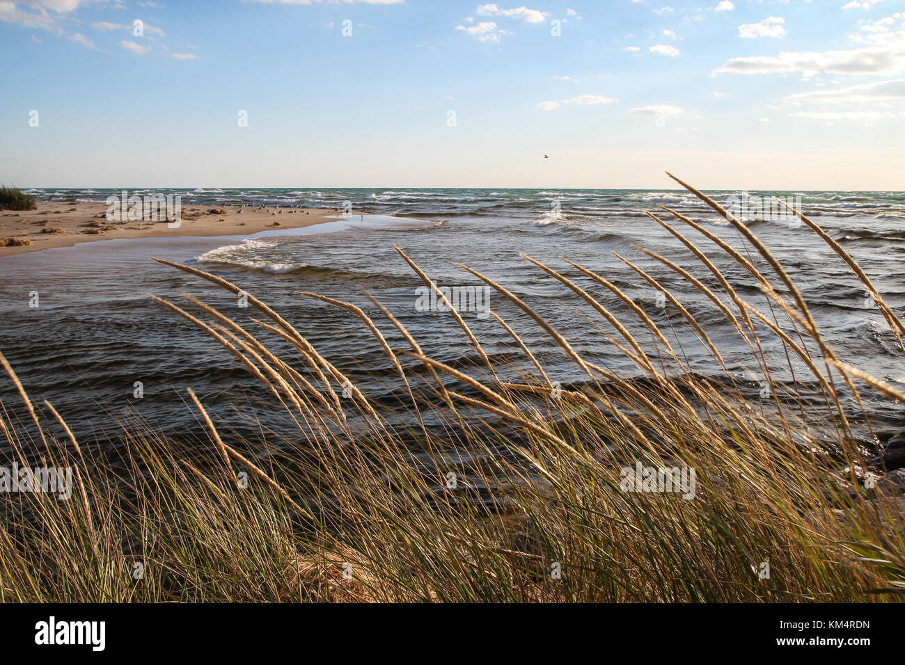 Wellen an der Küste des Lake Michigan mit Dünengras im Vordergrund im Ludington State Park in Michigan. Stockfoto
