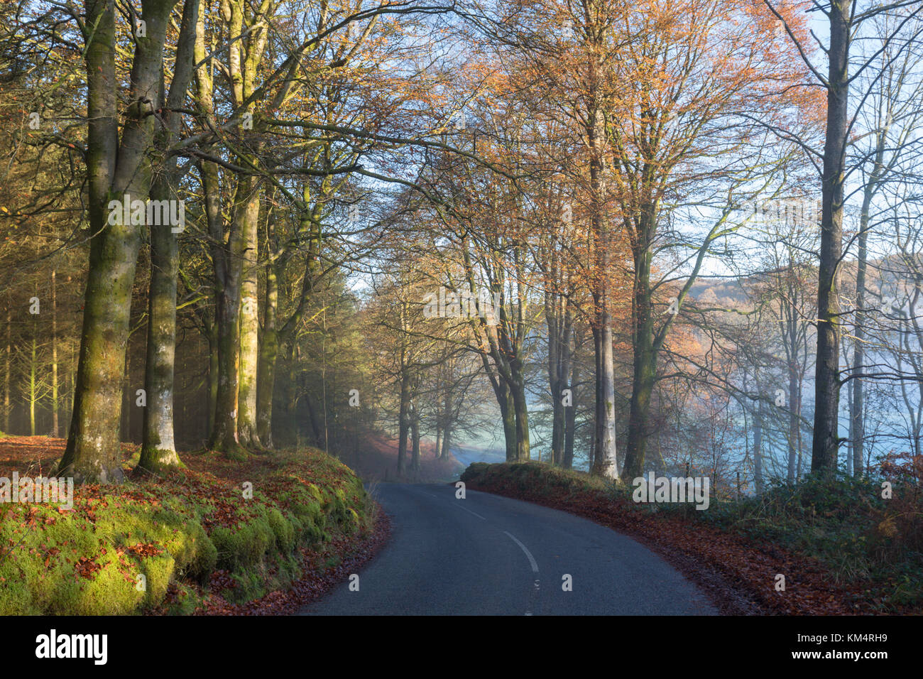 Lake District, herbstliche Land straße von Buchenwäldern umgeben Stockfoto