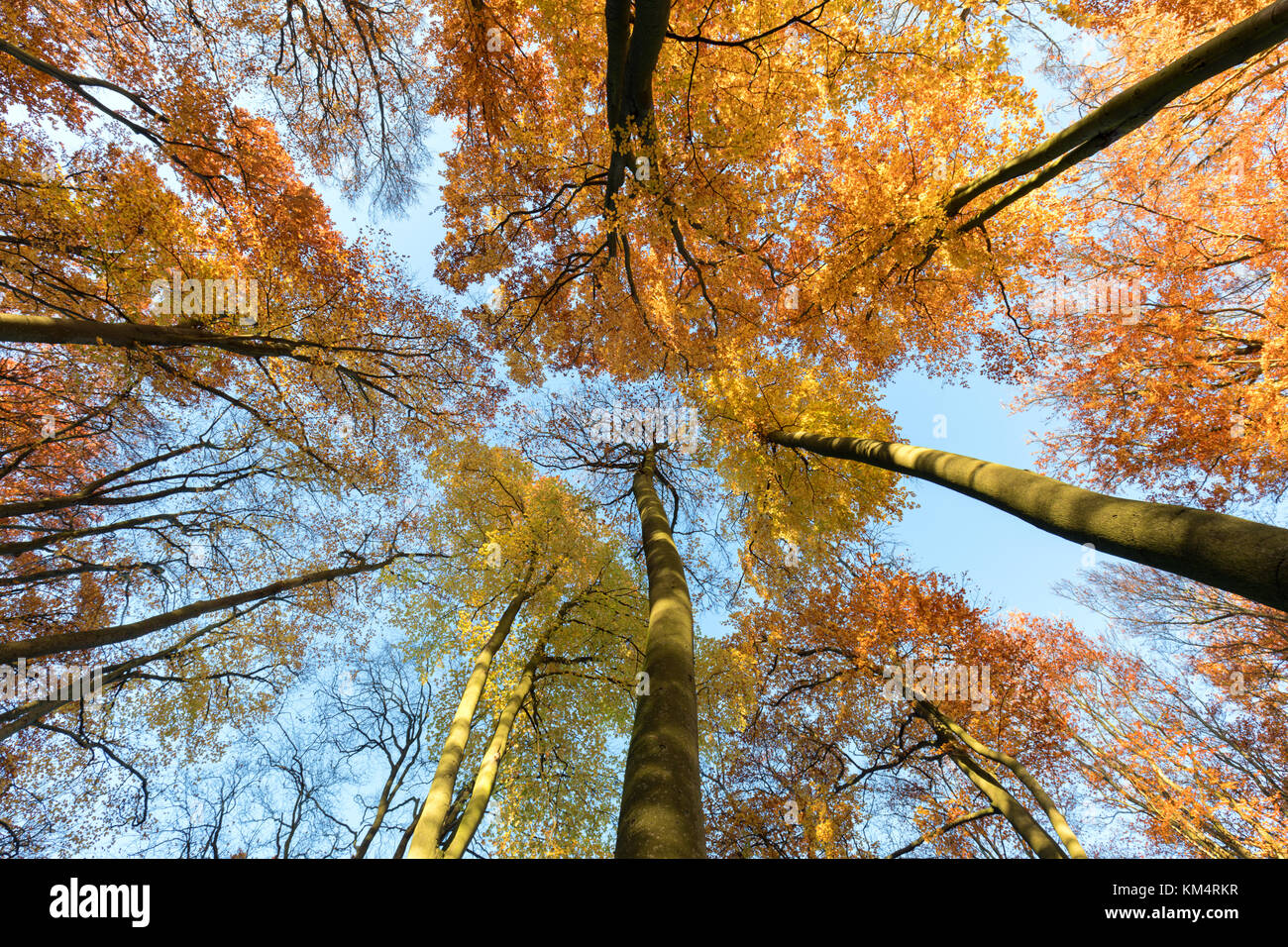 Buchenwäldern Naturschutzgebiet, Cambridge, Großbritannien Stockfoto