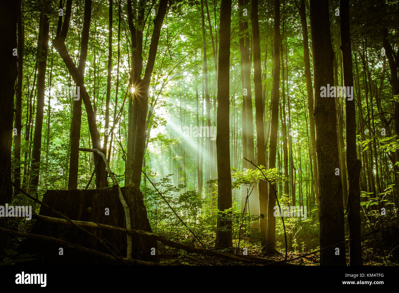 Wald sunrise Landschaft. Sonnenstrahlen ein üppig grünes Leuchten Wildnis Wald Szene einer Michigan Wald als ein neuer Tag anbricht. Stockfoto