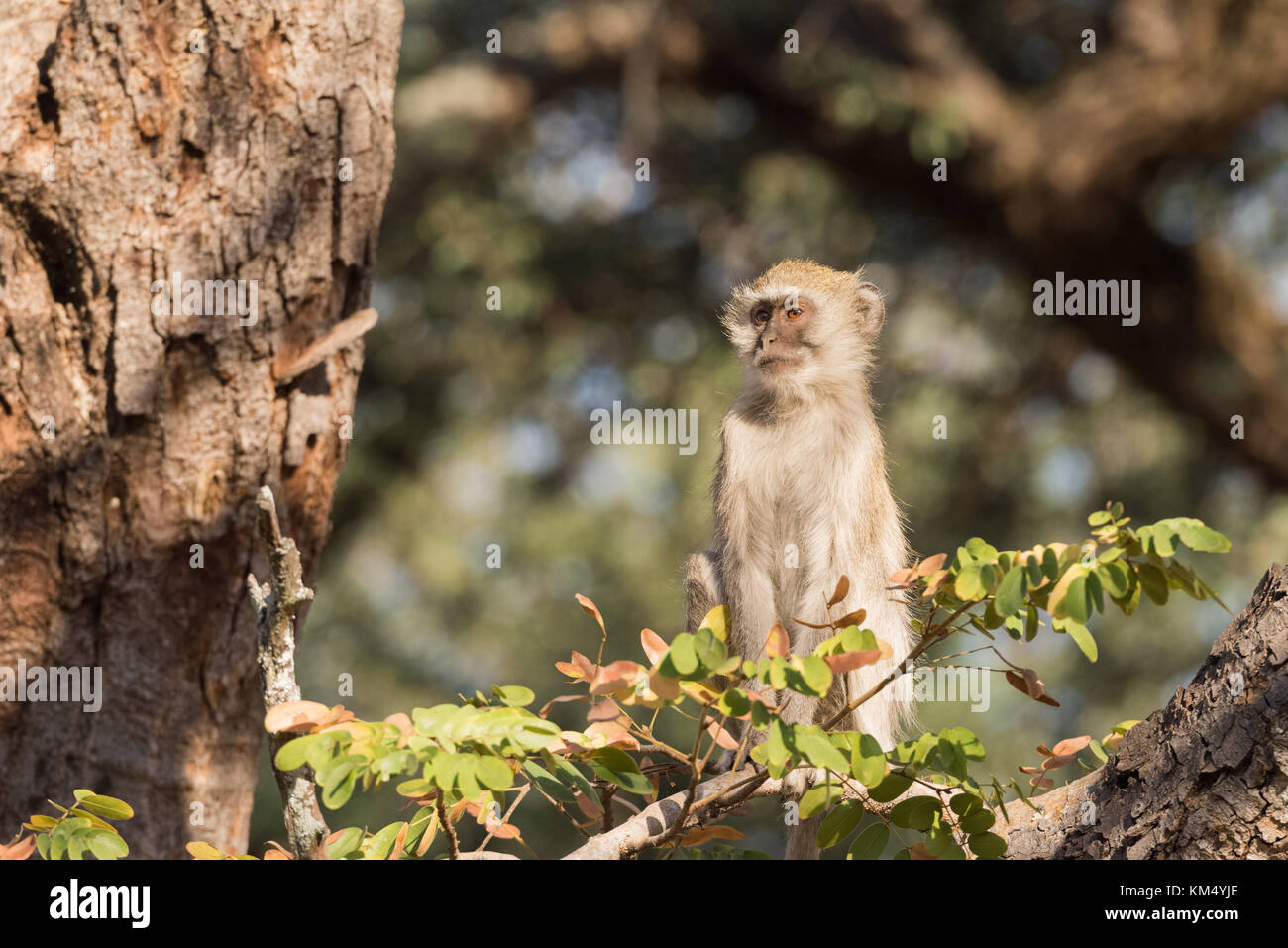 Meerkatze (Cercopithecus pygerythrus) sitzen im Baum aus suchen Kamera Bwabwata National Park, Namibia Stockfoto