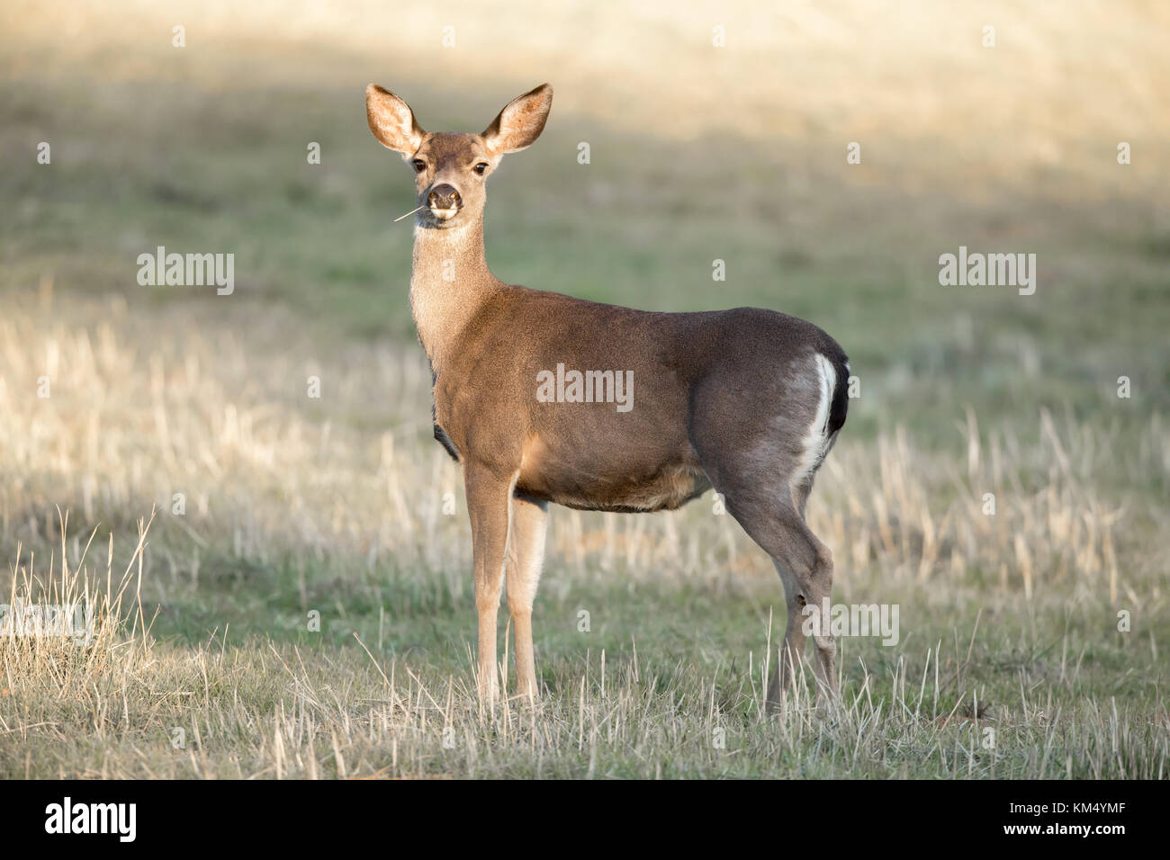 Vorsichtig black-tailed deer unterbrochen Essen. Stockfoto