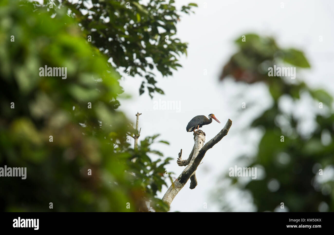 Ist selten Sturm stork Stockfoto