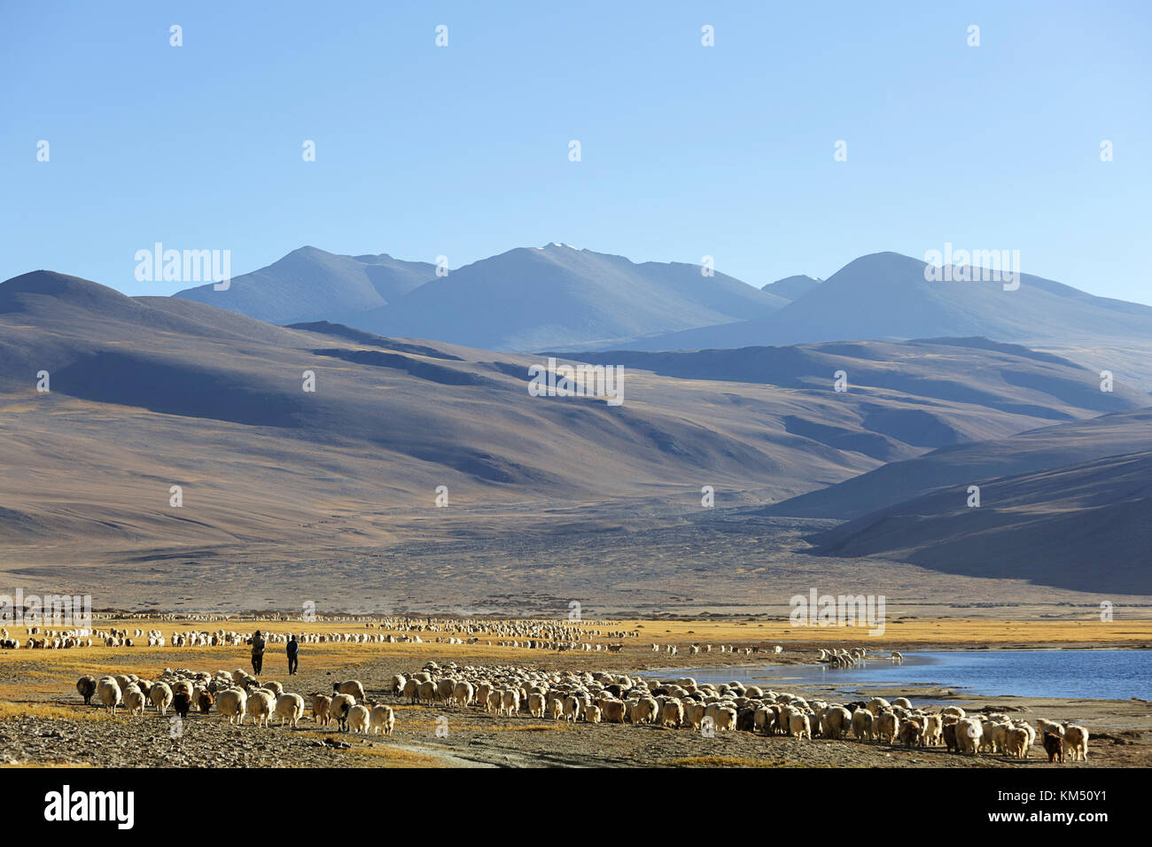 Changpa Nomaden mit ihren Herden pashmina Ziege und Schaf im Tso Moriri Region Ladakh, Jammu und Kaschmir, Indien. Stockfoto