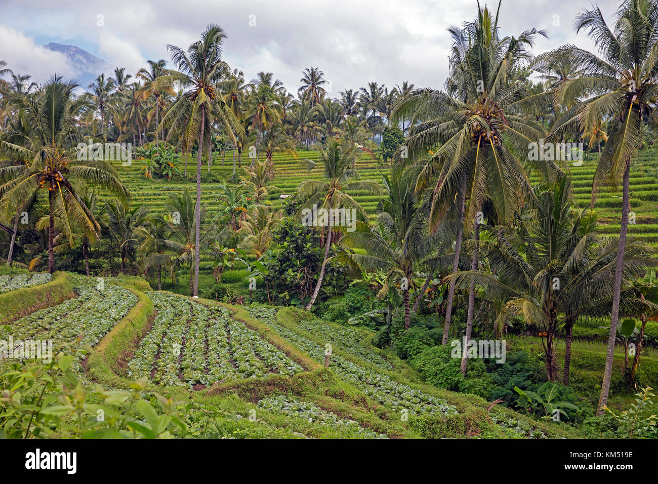 Kokospalmen und Kokospalmen wachsen auf Terrassen an den Berghängen des Rinjani Vulkans auf der Insel Lombok, Indonesien Stockfoto