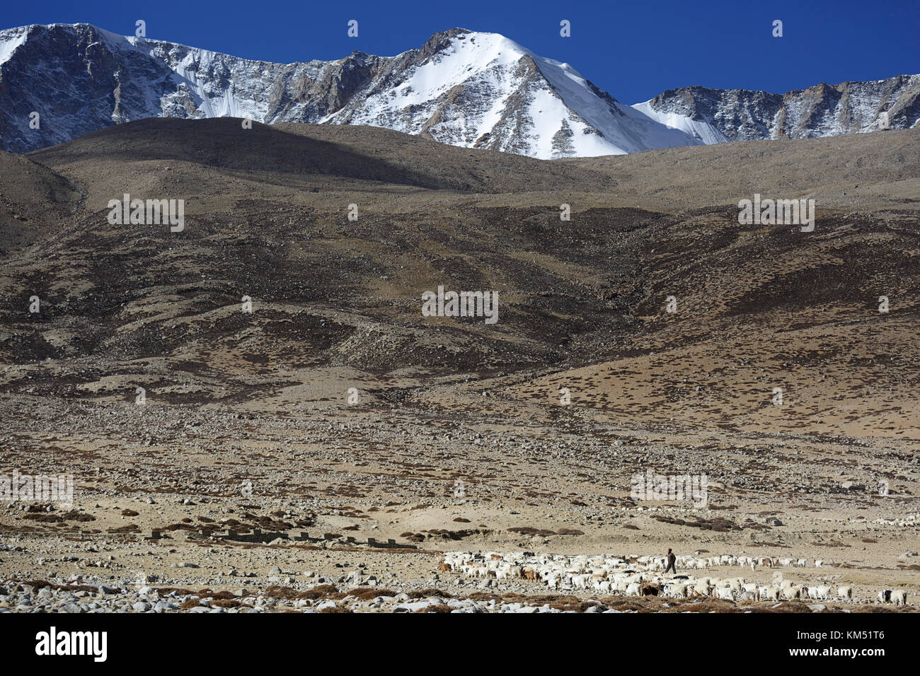 Ein Mann aus changpa Nomaden auf dem Weg seine Herde von Ziegen weiden, in die Berge zu nehmen, Tso Moriri, Ladakh, Jammu und Kaschmir, Indien. Stockfoto